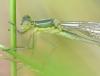 Lestes virens